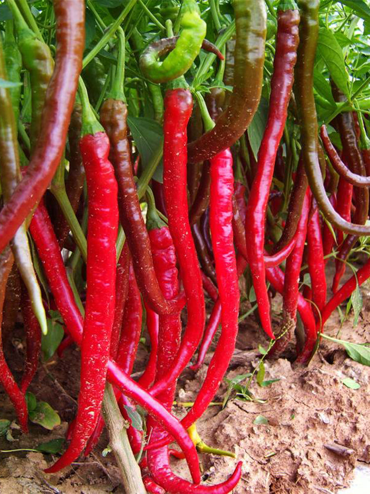 Erjingtiao Pepper