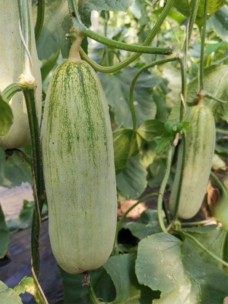 Flying 61' Yangjiao Melon