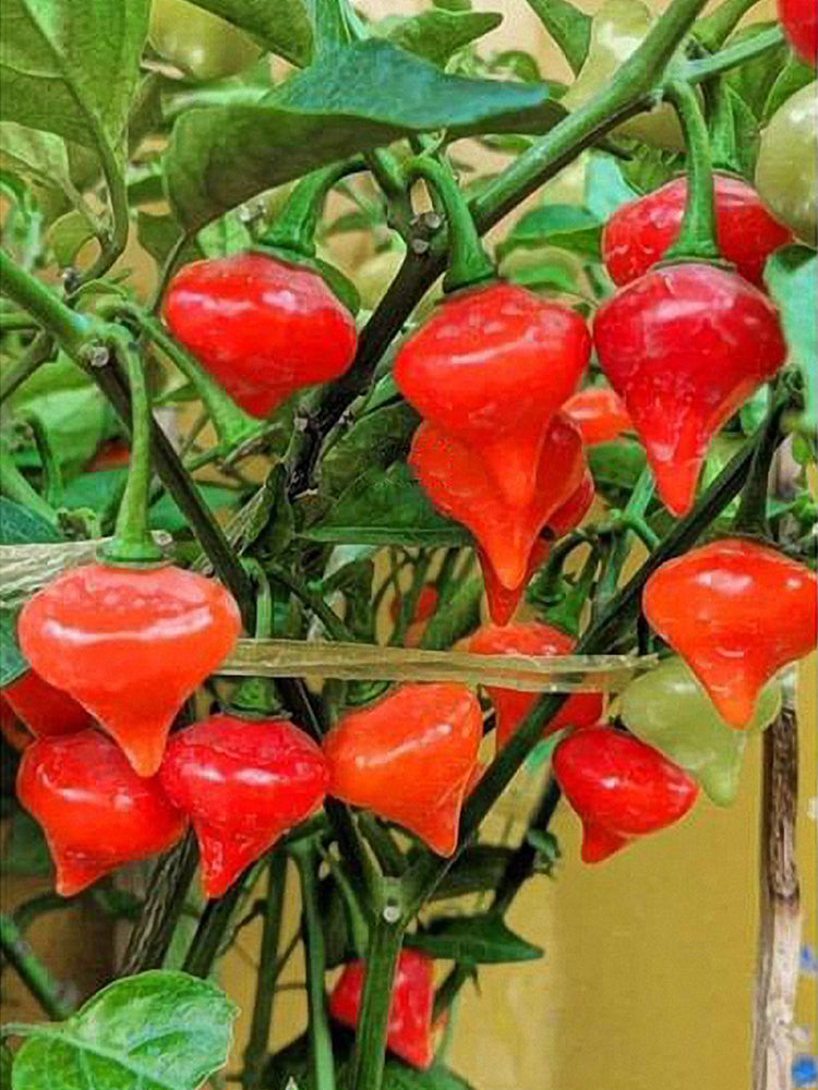 Fruit-flavored Lantern Peppers