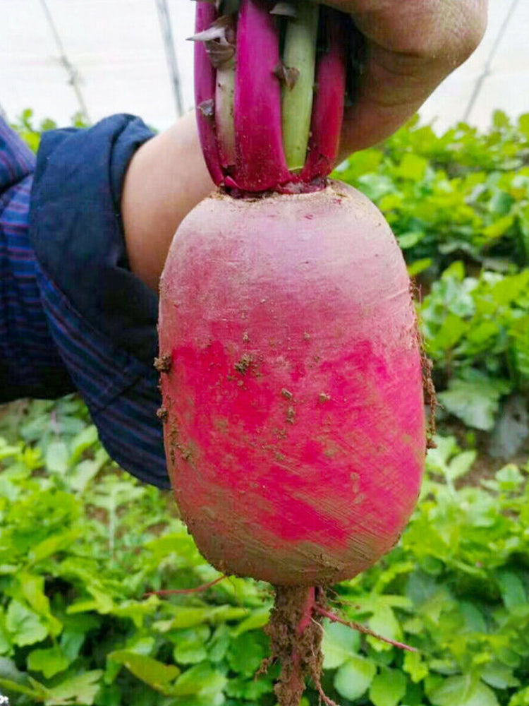 Purple Pineapple-shaped Radish