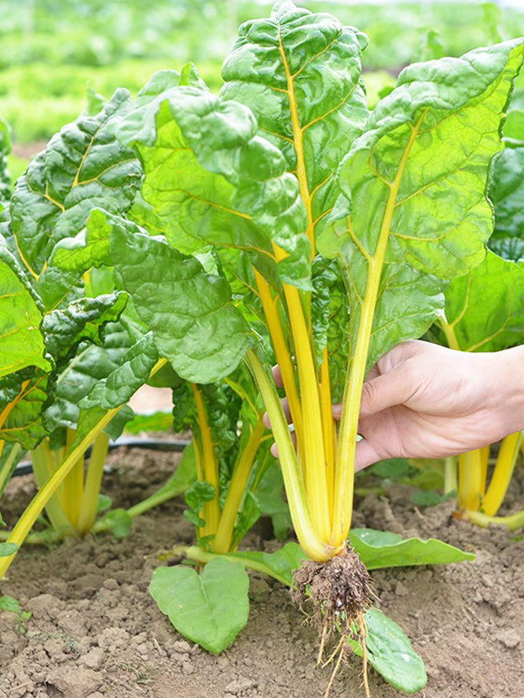 Jiayuan Golden Chard