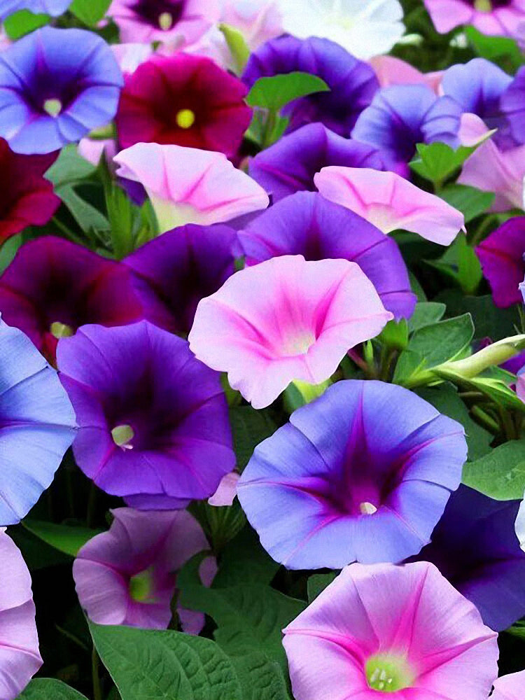 Mixed Color Morning Glory