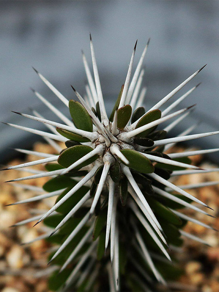 Alluaudia montagnacii
