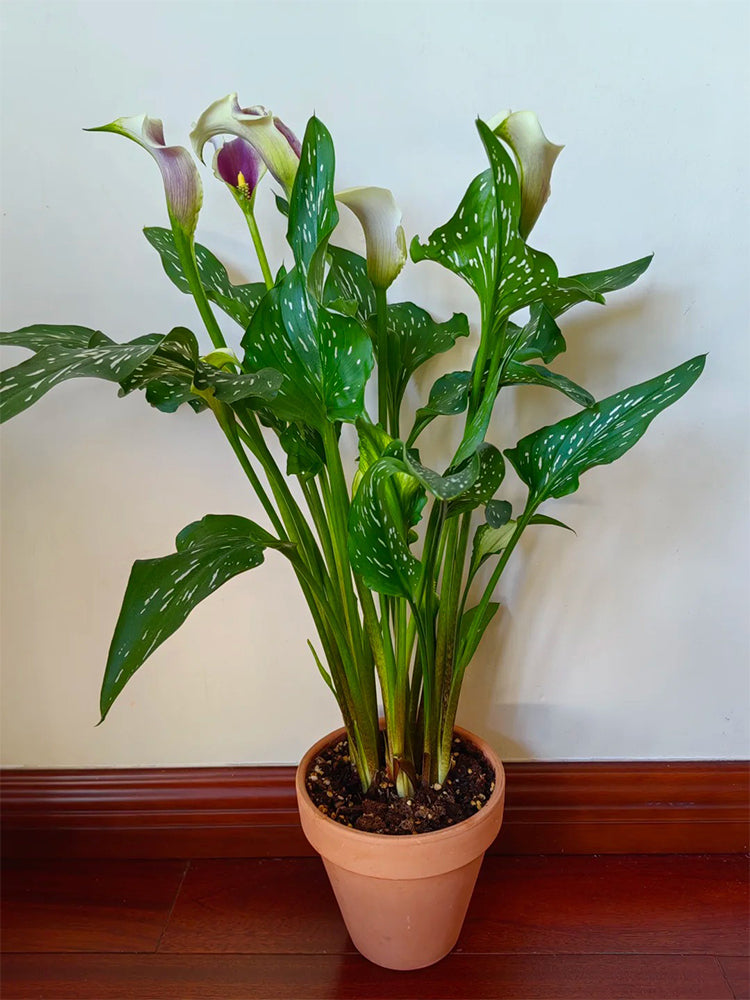 'Picasso' Calla Lily