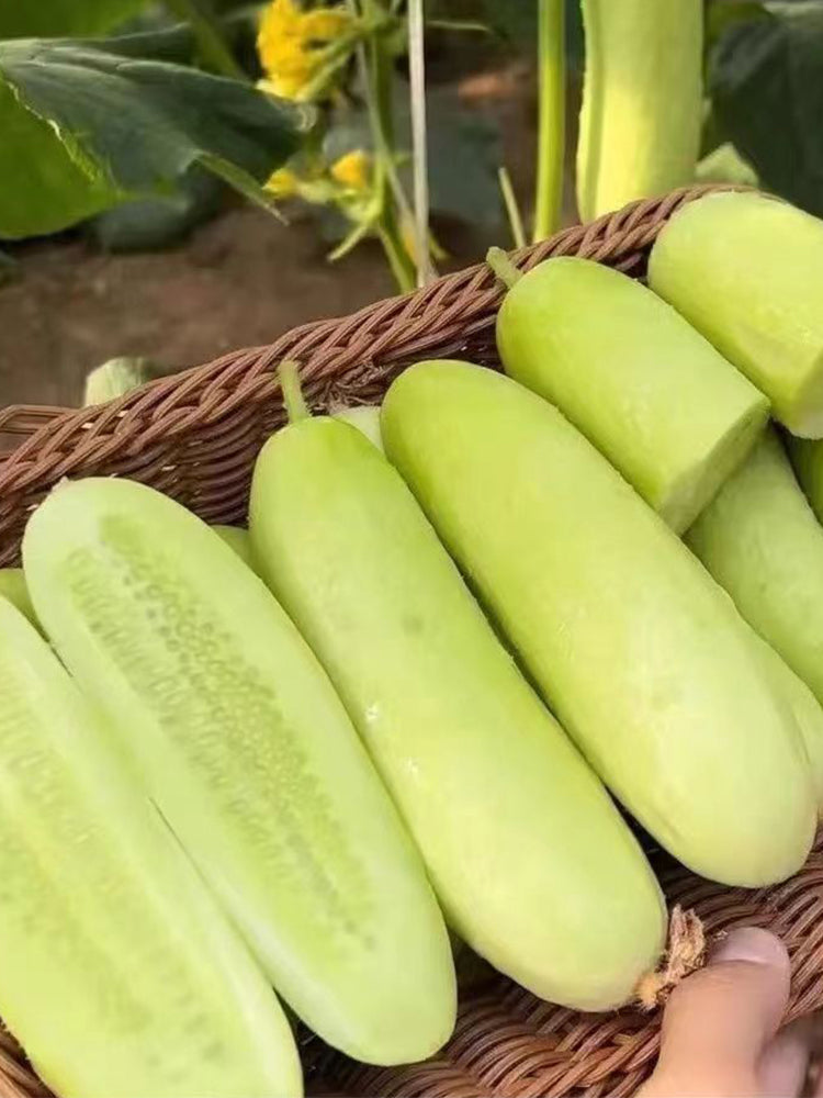 Spineless Creamy Cucumbers