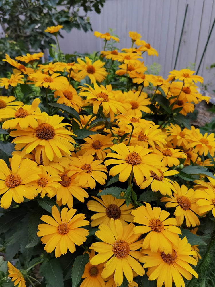 Heliopsis helianthoides
