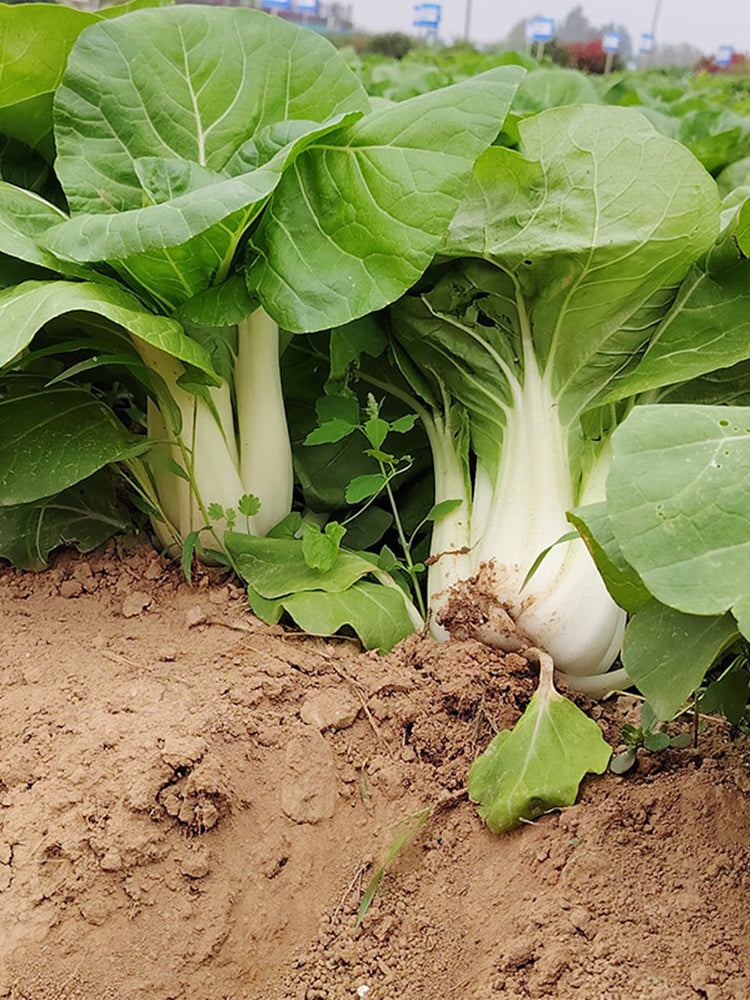 'Huanghe 437' Bok Choy