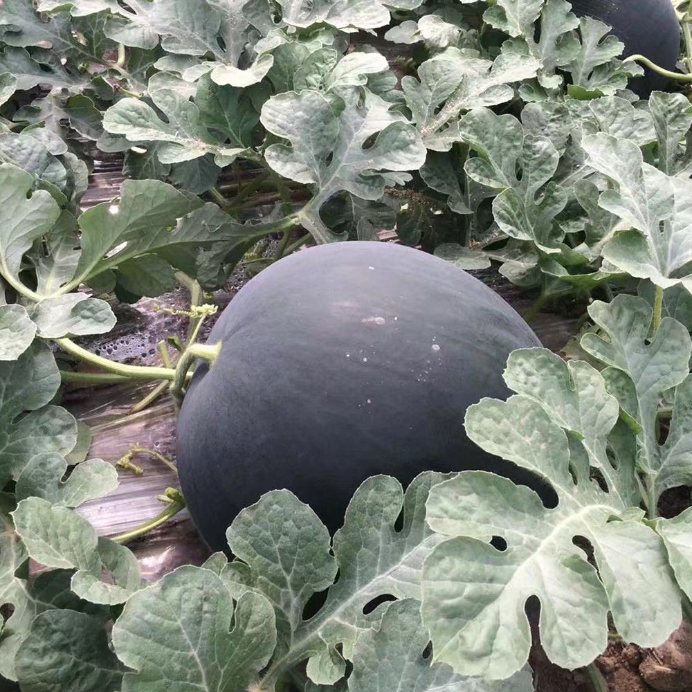 5 Bags (25 Seeds / Bag) of Black Landmine' Series Watermelon Seeds