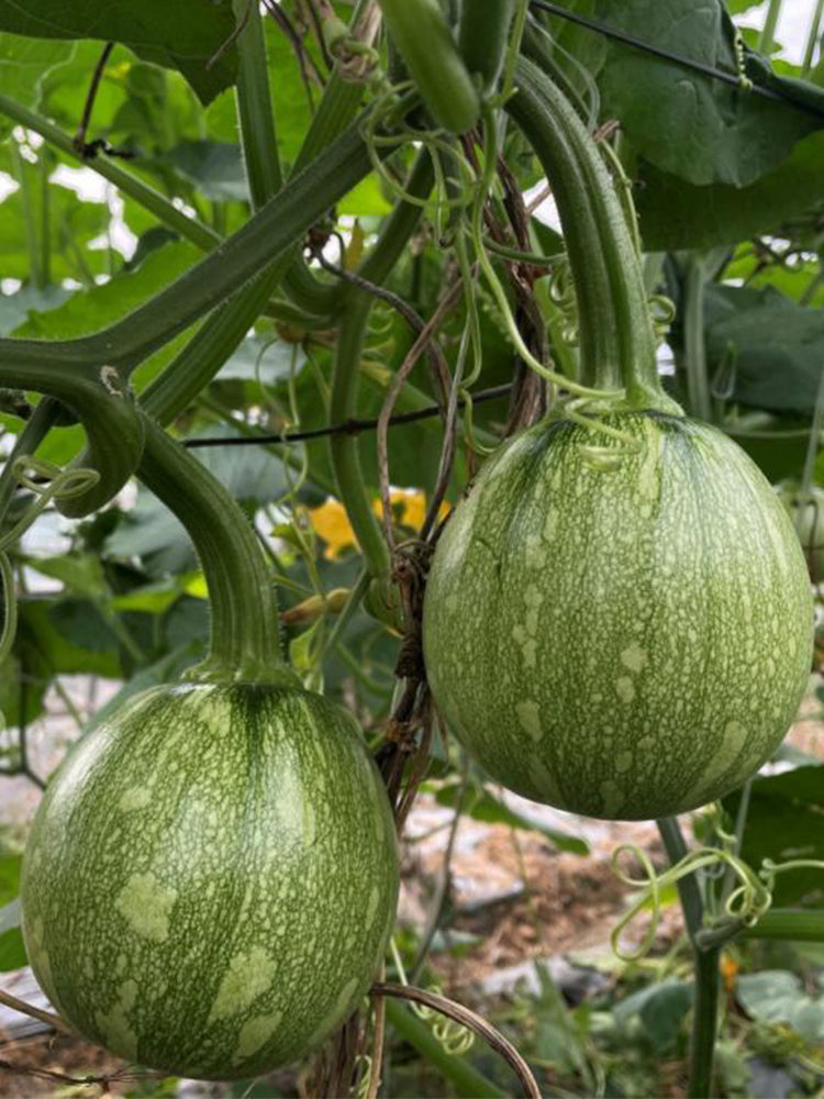 ‘Yichuanling’ Pumpkin