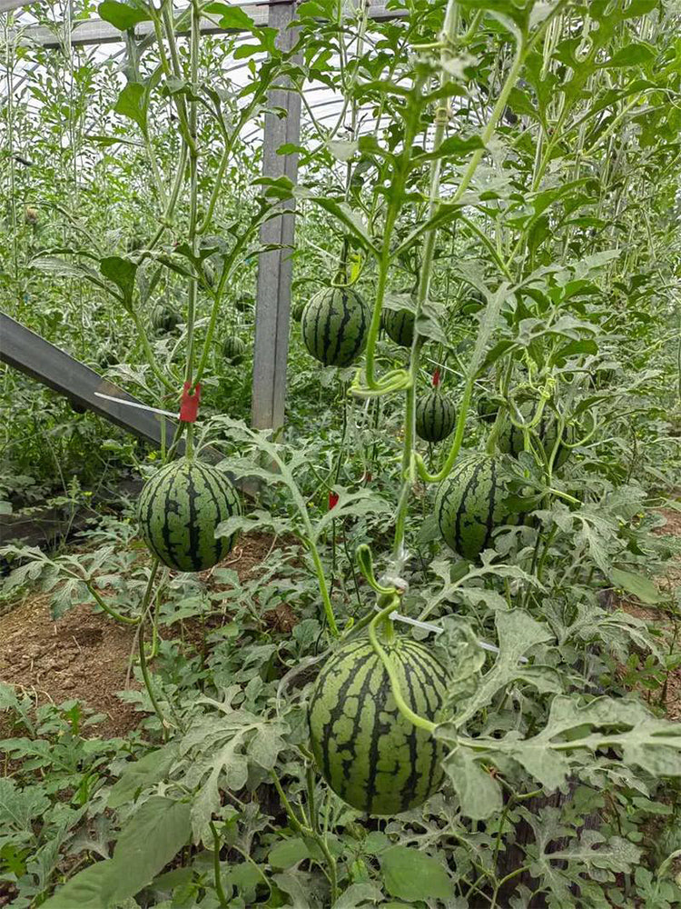 "Meihui 007" Watermelons