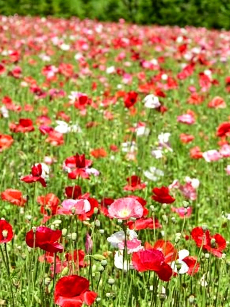 Corn Poppy Mixed Colors