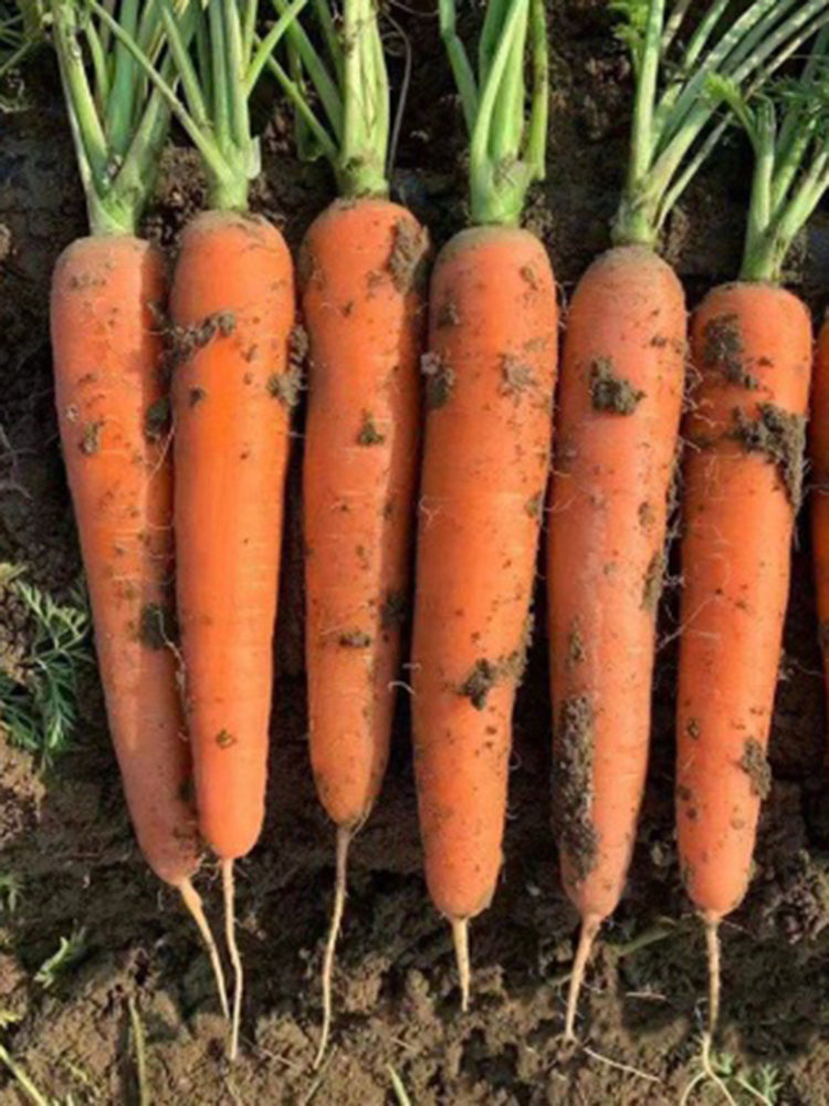 'Zhongyu 1870 F1' Carrot