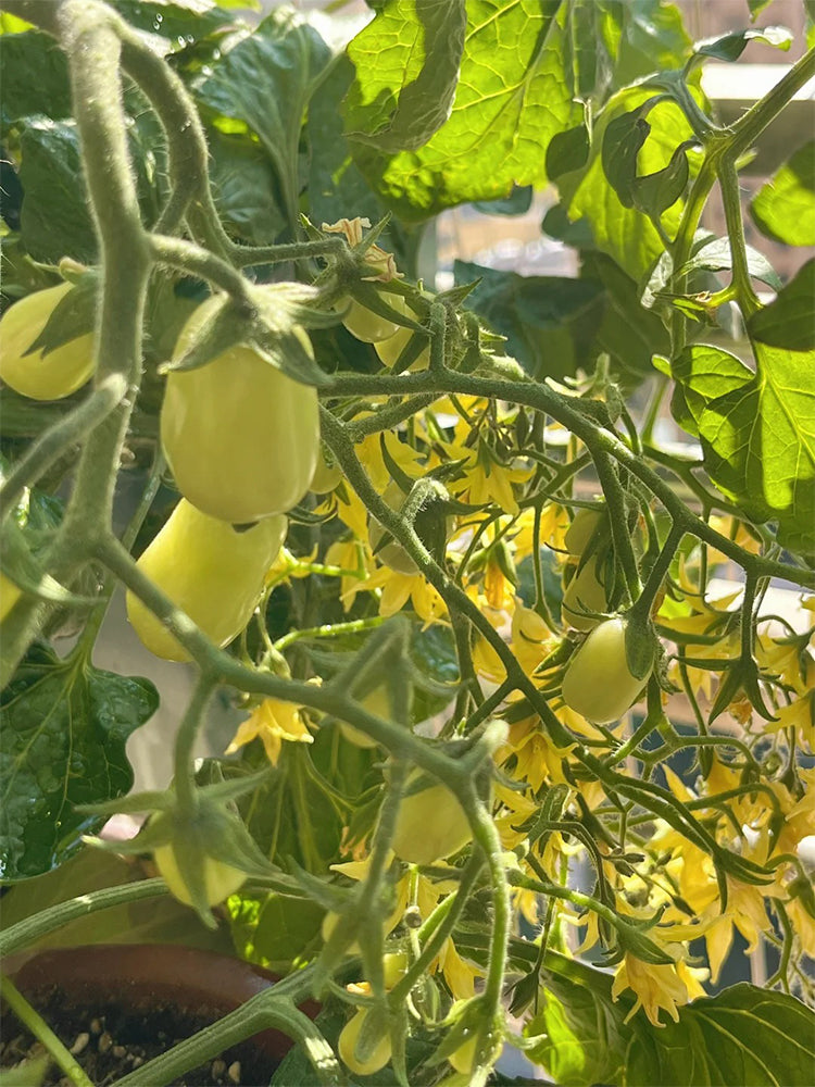 Eden No.1 Cherry Tomatoes
