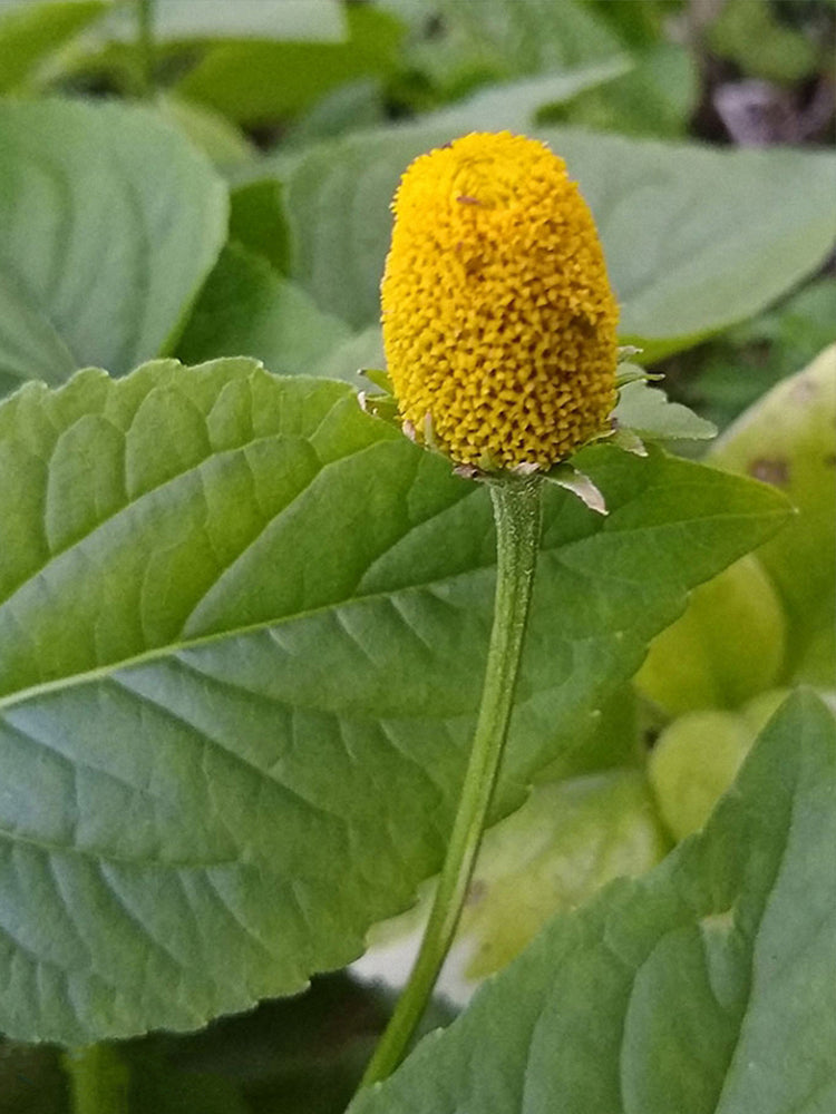 Toothache Plant (Acmella oleracea)
