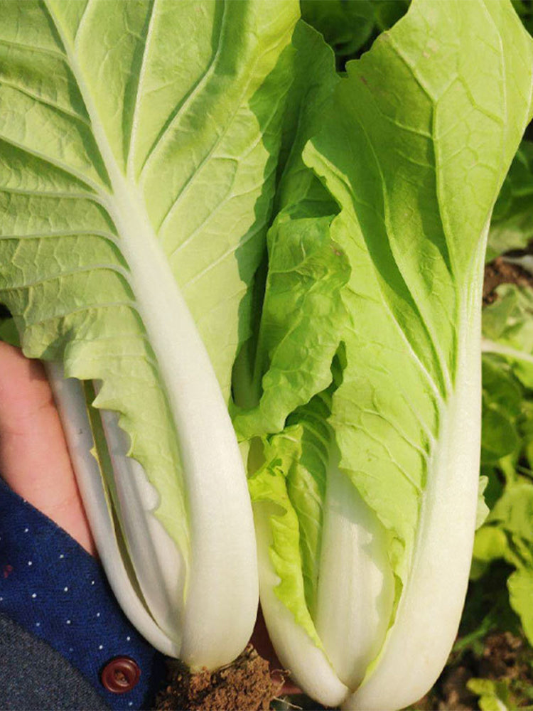 'Fushi' Fast-Growing Chinese Cabbage
