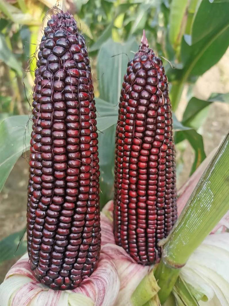 Black Sweet Waxy Corn No.7