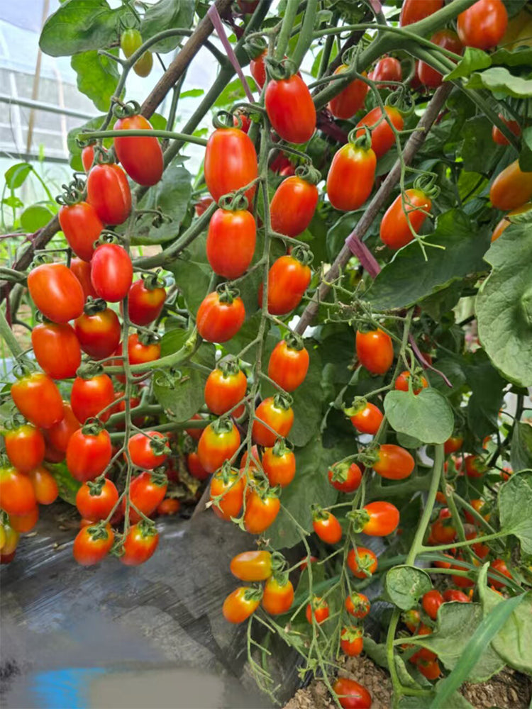 943 Suzland Ladyfinger Cookie Tomato