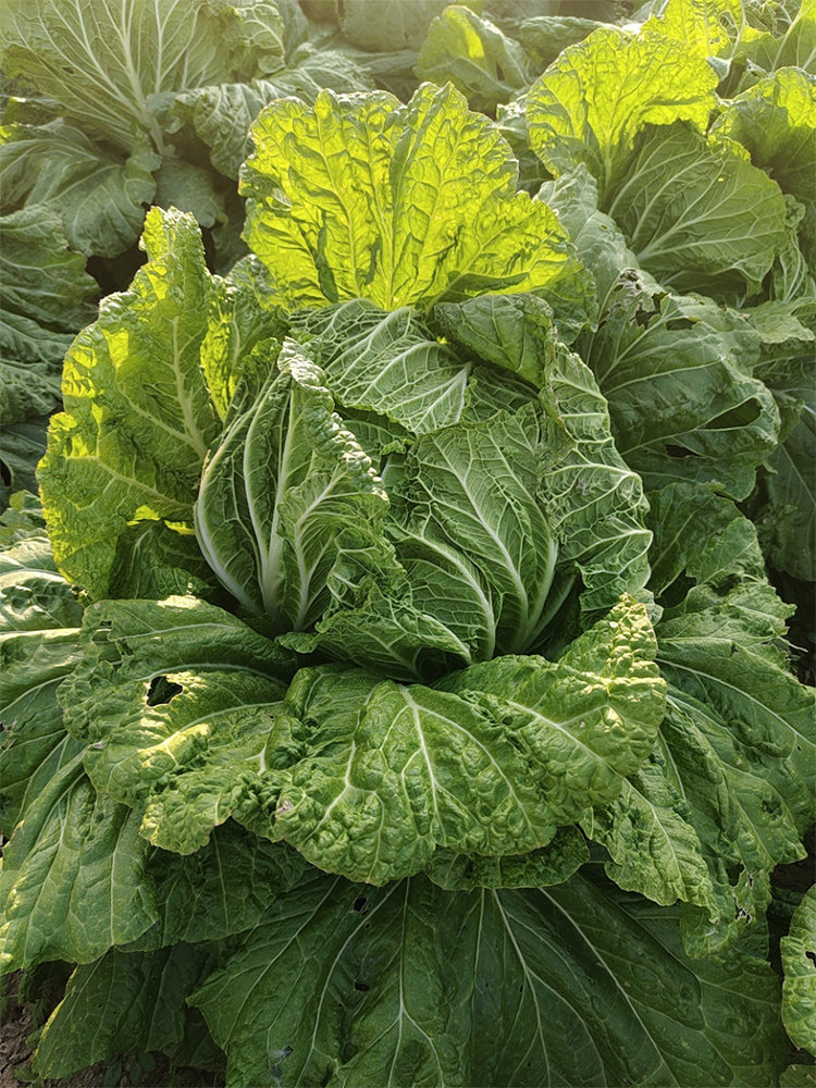 'Jiaoyan 5869' Chinese Cabbage