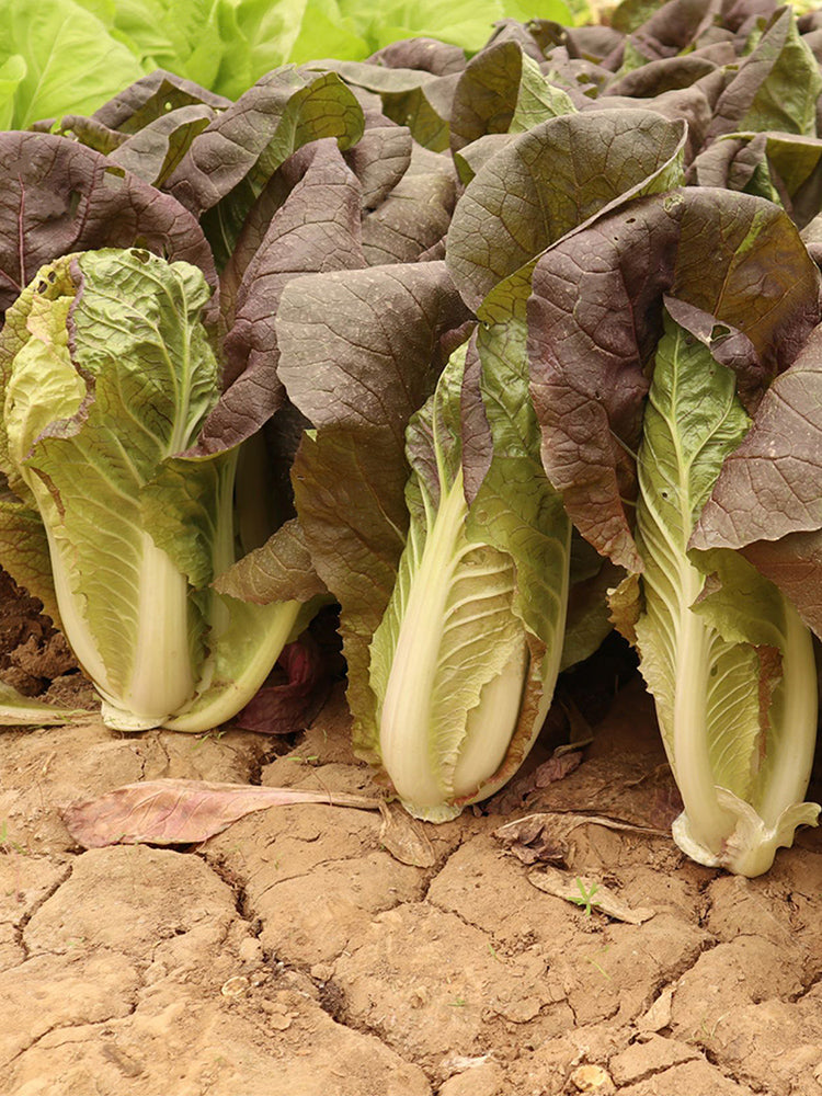 Purple-leaf Quick-growing Bok Choy