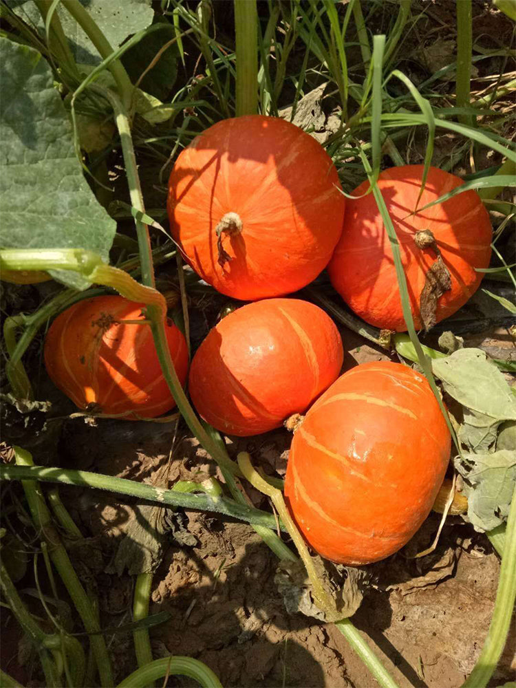 Golden No.2 Pumpkins