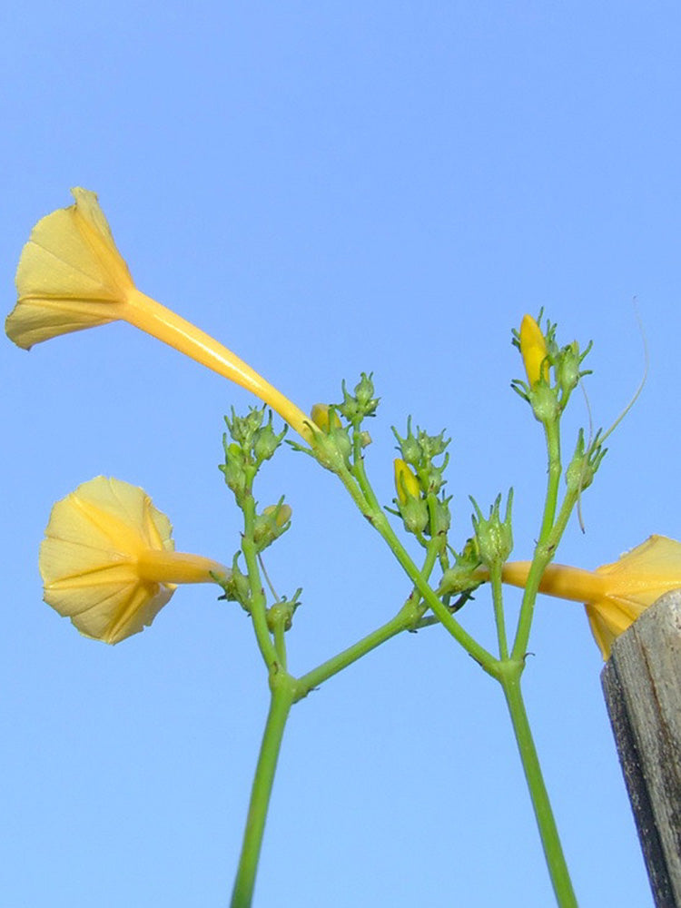 Yellow Little Cow Morning Glory