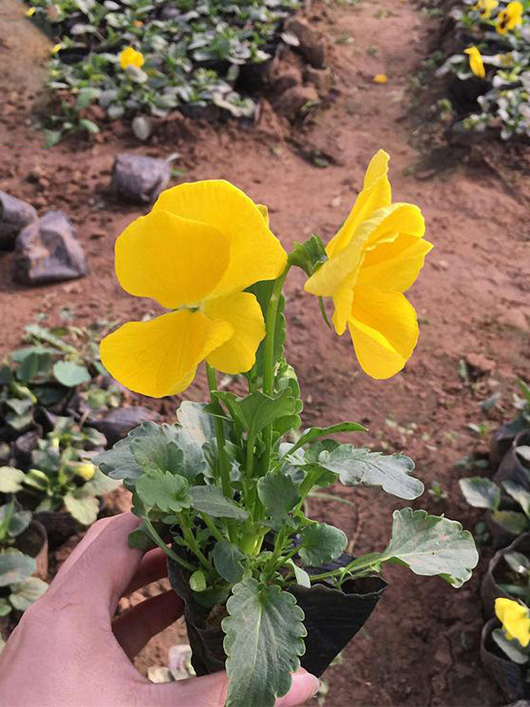 Super Bingo Series Yellow Pansy (Viola × wittrockiana)