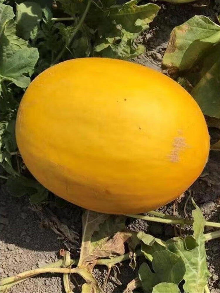 Hongyu Muskmelon