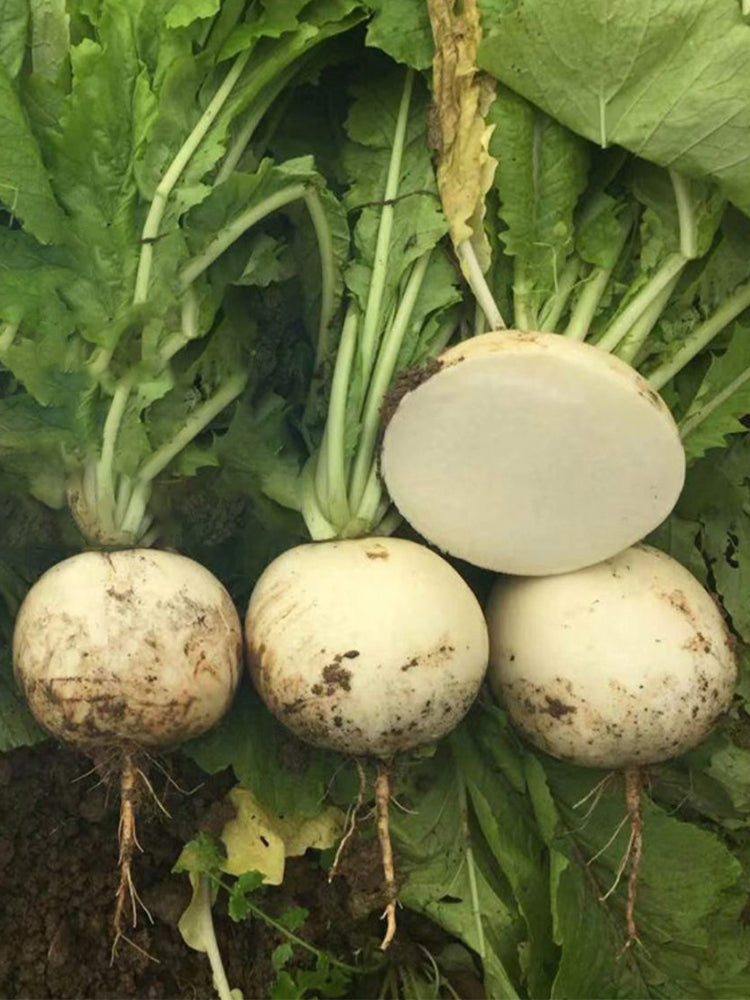 Large Round White Radish F1