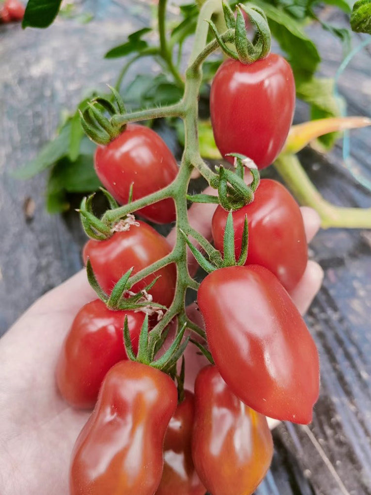 'Royal Pearl Peanut' Tomato