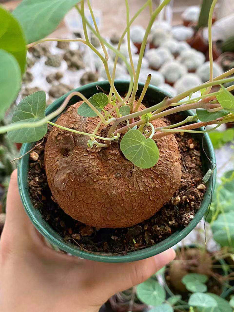 Stephania cepharantha