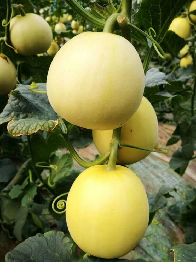 Pale Yellow Crispy Melon, Pear-Shaped