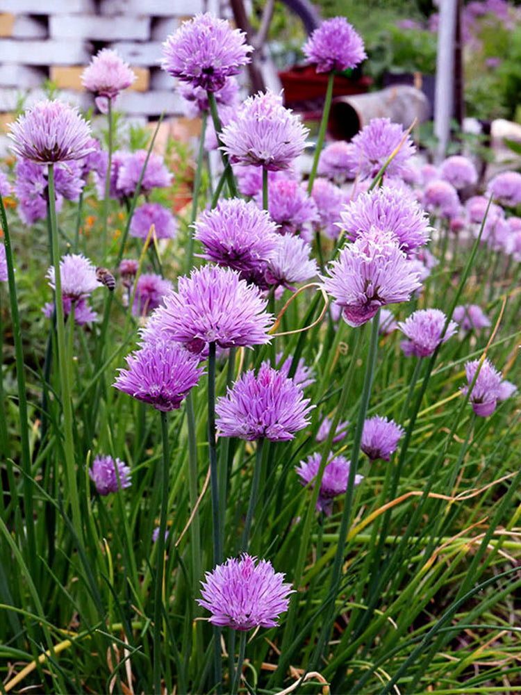 Chives (Allium schoenoprasum)