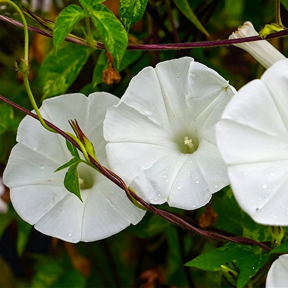 Polar Fox Morning Glory