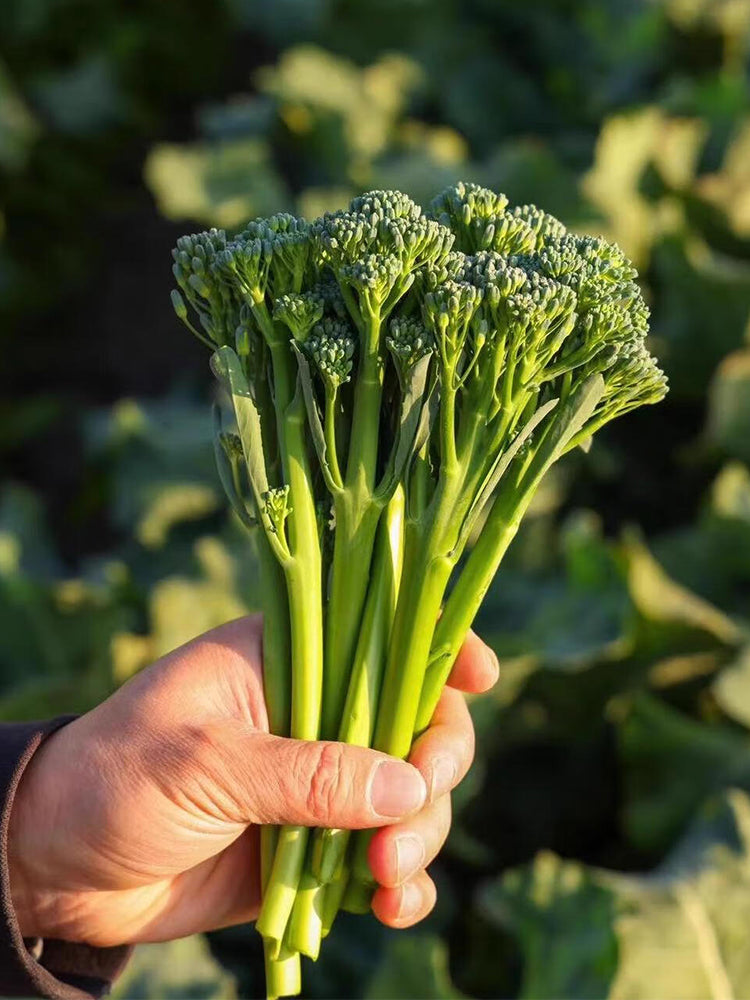 Qinghuatai No.1 Broccolini