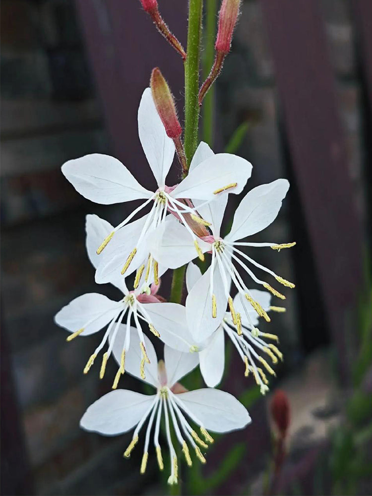 White Gaura (Gaura lindheimeri)
