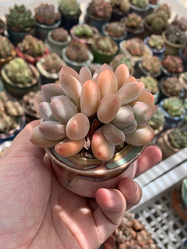 Echeveria 'Perfume'