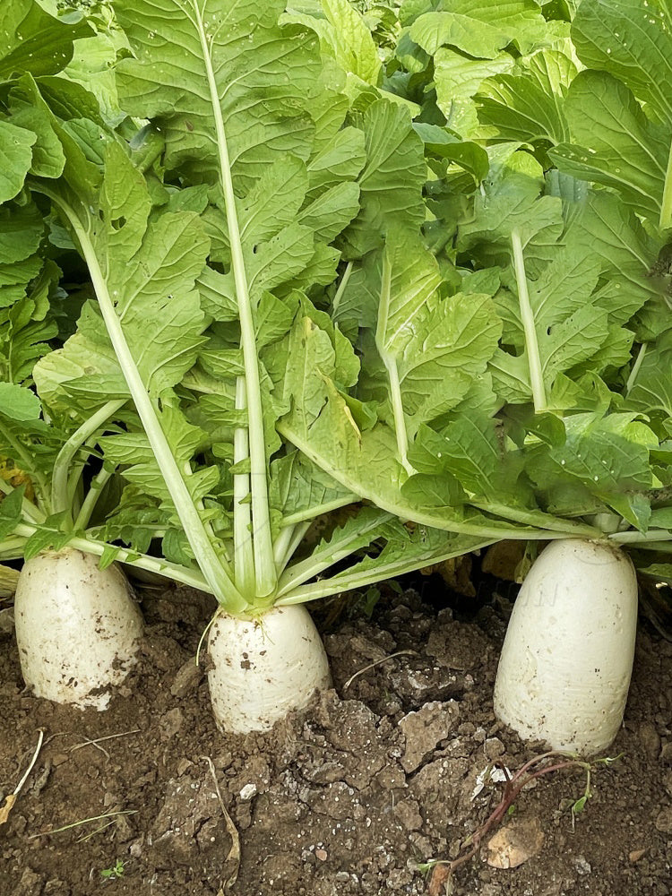White Jade Radish F1