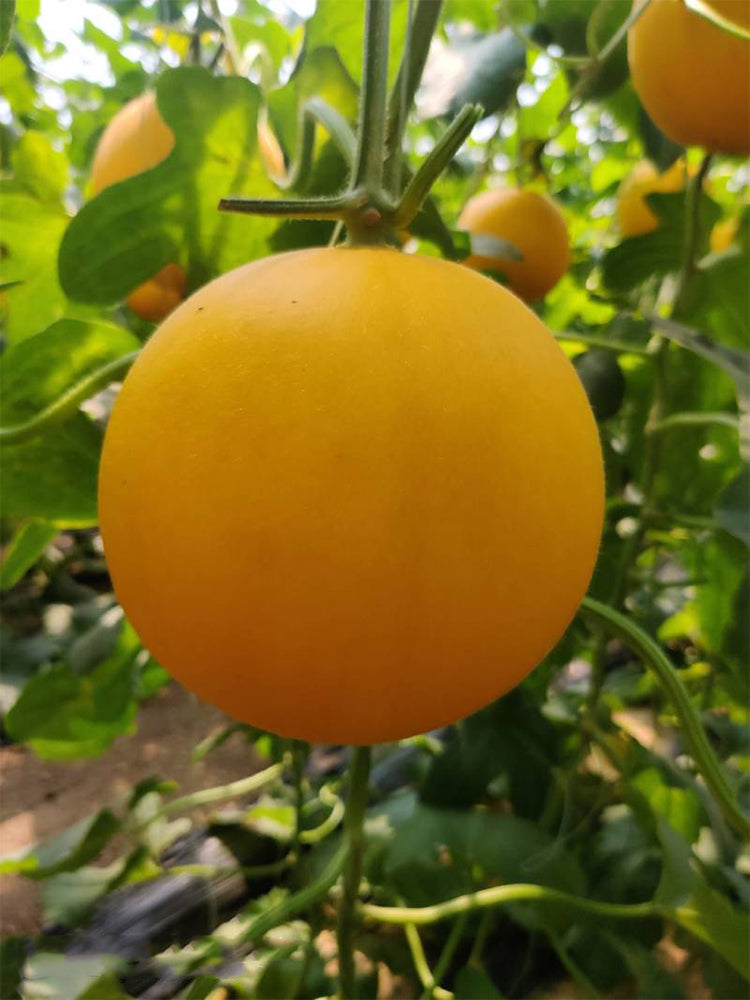 Jinxiangyu Muskmelon