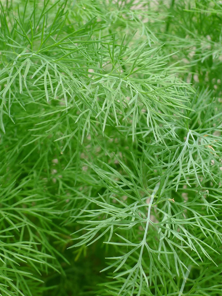 Dill , Anethum graveolens