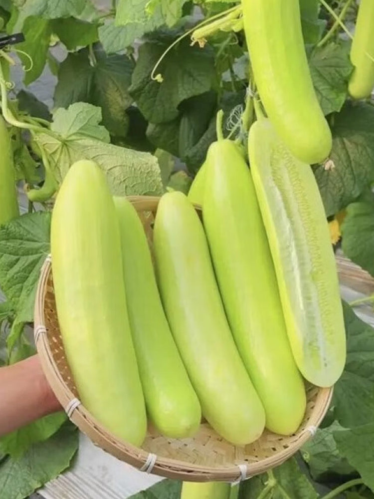Spineless Creamy Cucumbers