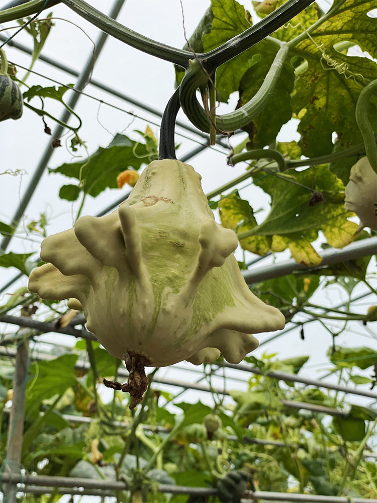 Hezhichun Decorative Pumpkin Seed Mix
