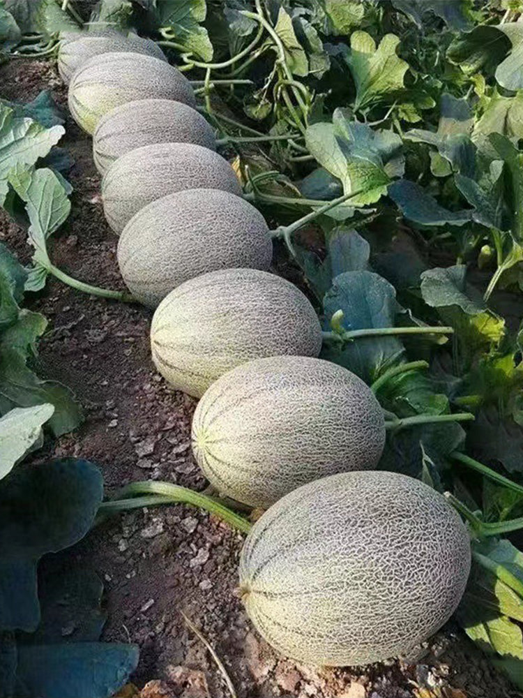 Hami Melons