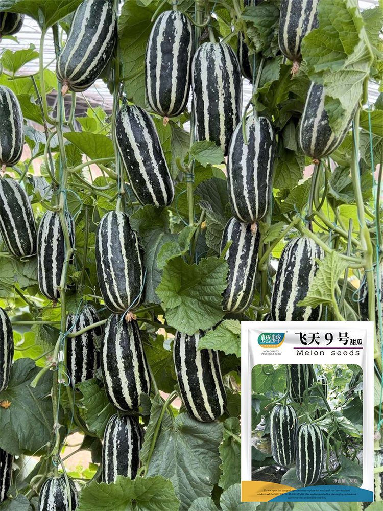 Feitian No.9 Hybrid Sweet Melons