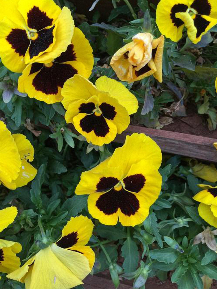 Super Bingo Series Blotched Yellow Pansy (Viola × wittrockiana)