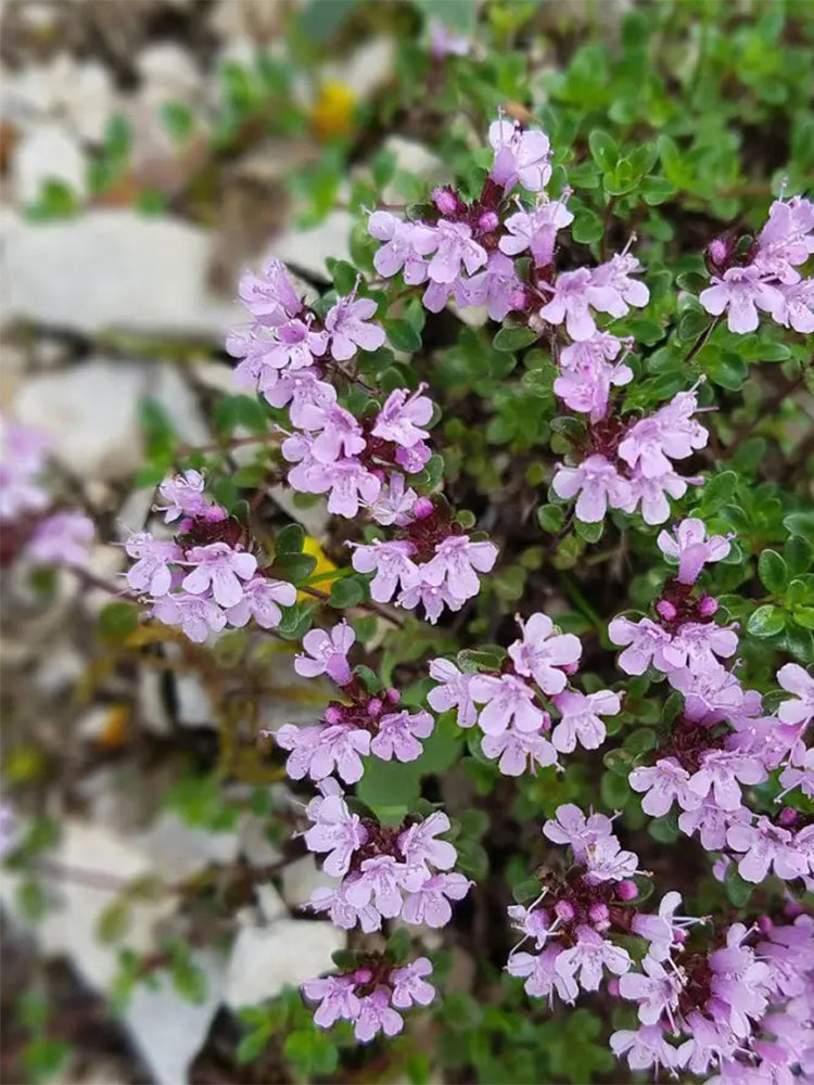 Mongolian Thyme (Thymus mongolicus)