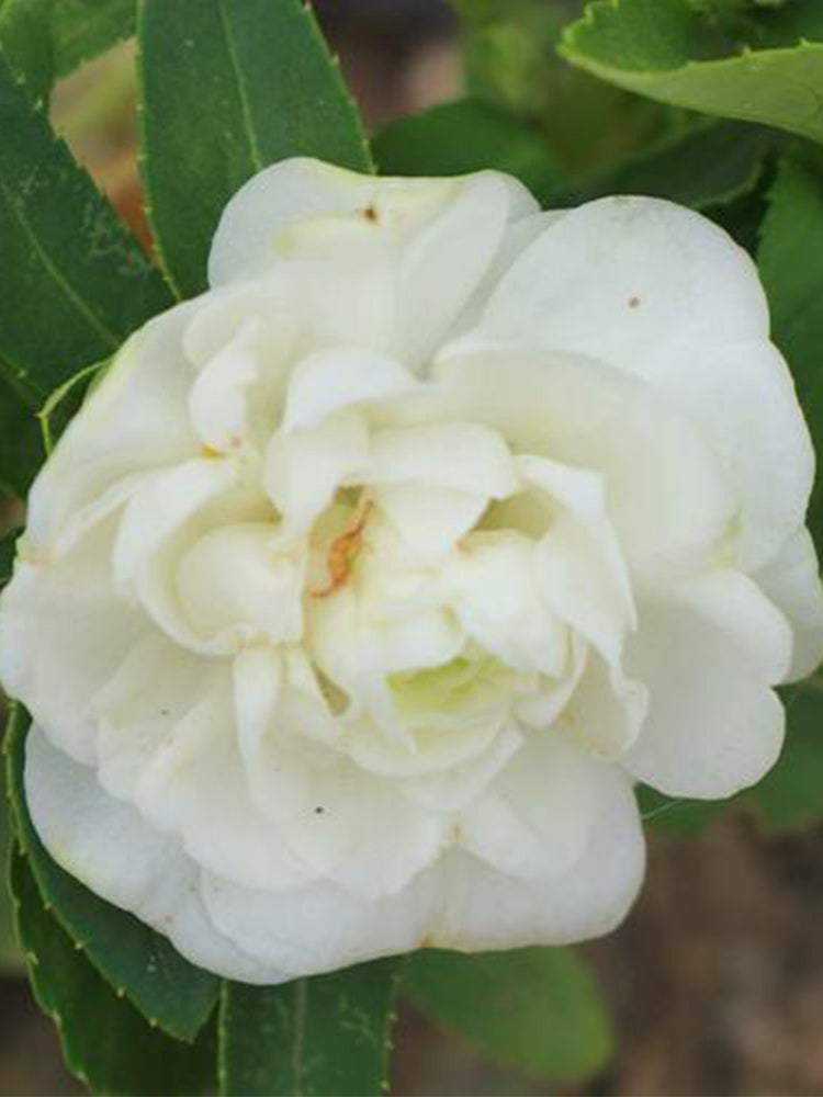 White Garden Balsam Double Flowers (Impatiens balsamena.L)