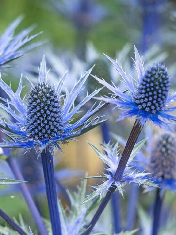 Alpine Eryngo (Eryngium Alpinum)