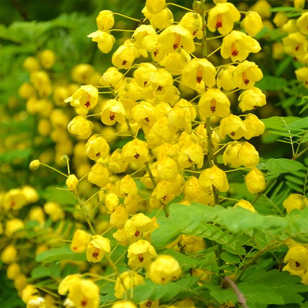 Bellfarm® Semen cassiae Seeds
