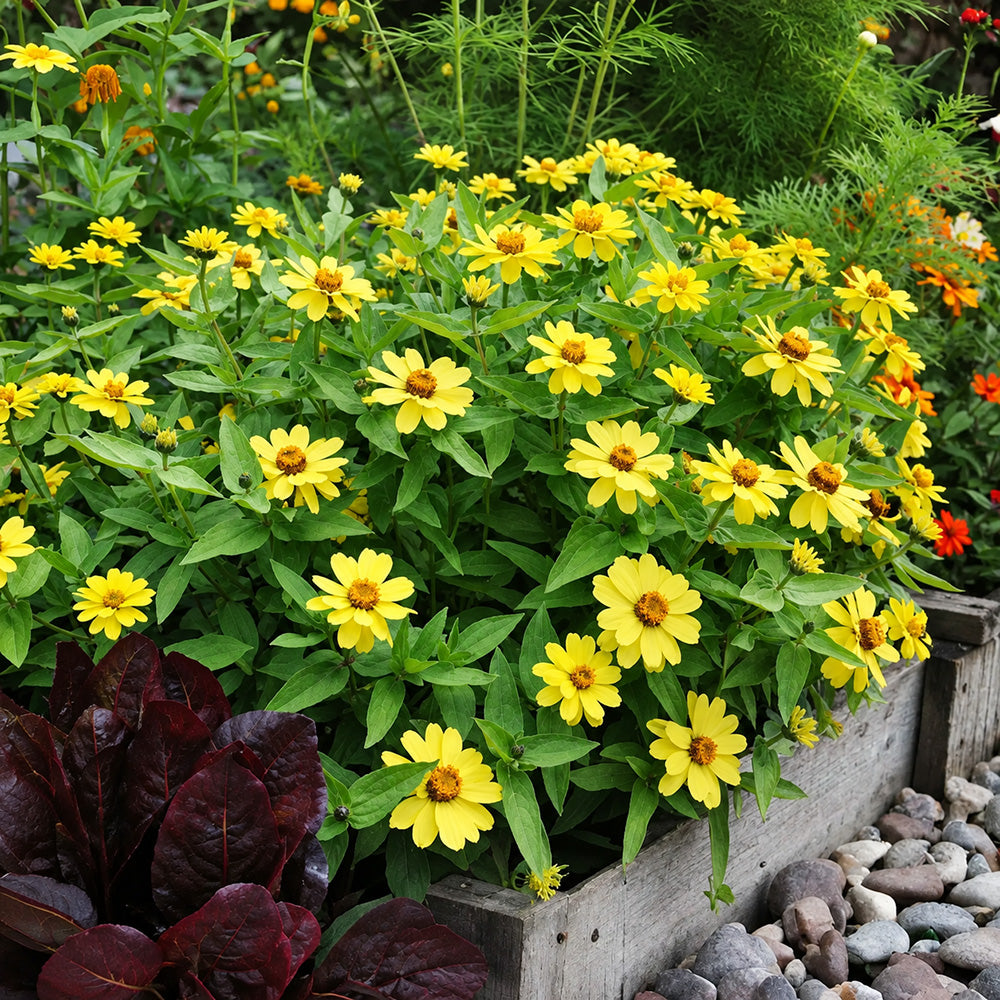 W1344 Zahara Yellow Zinnia