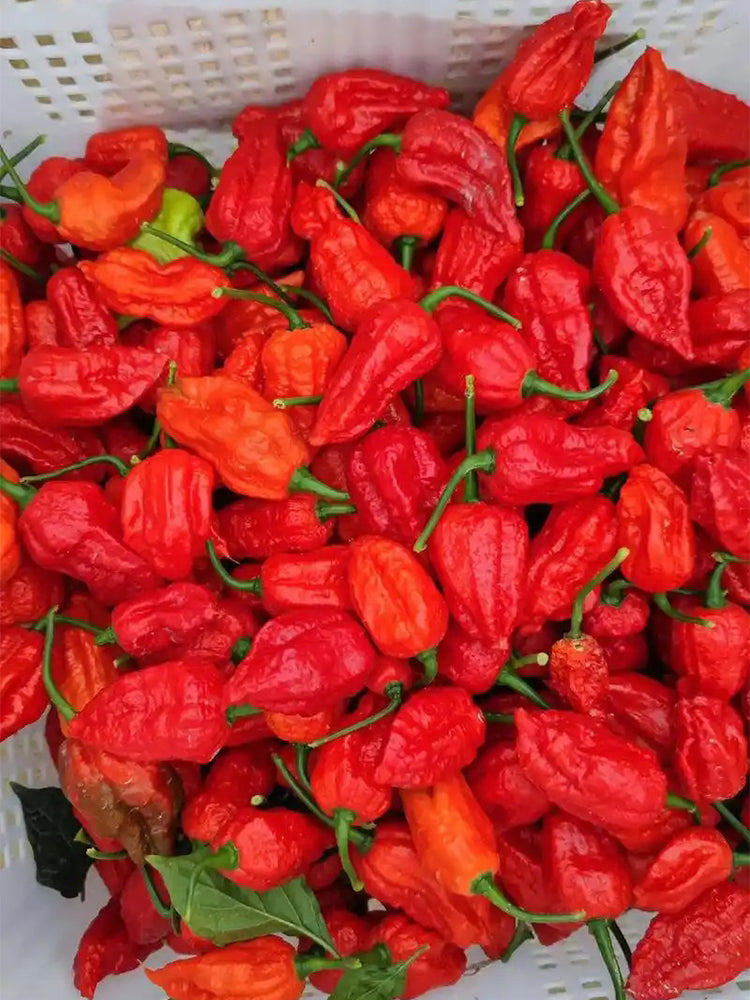 Ghost Pepper